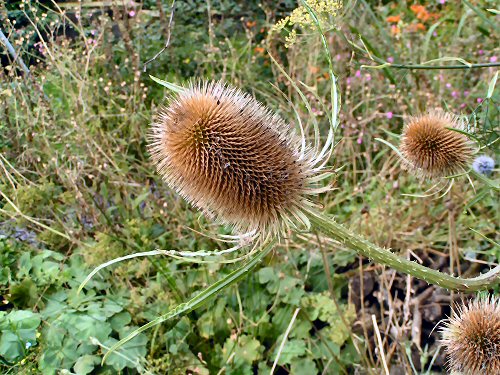 Teasle