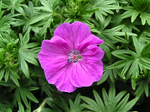 Geranium