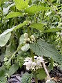 White dead-nettle