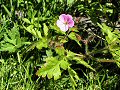 Herb robert