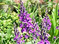 Purple toadflax