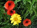 Corn poppies and corn marigold