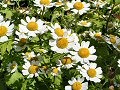 Feverfew