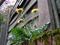 Opportunist dandelion