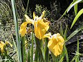 Yellow flag iris