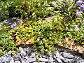 Creeping jenny