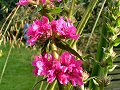 Purple loosestrife