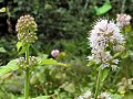 Water mint