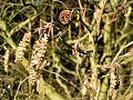 Alder catkins