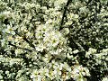 Blackthorn blossom