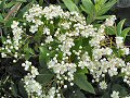 Firethorn in blossom