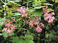 Flowering currant