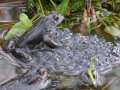 Frog and frogspawn