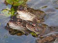 Spawning frogs