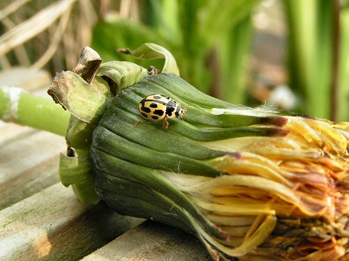 14-spot ladybird
