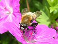 Bulb fly