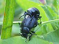 Bloody-nose beetles