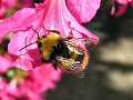 Male early bumblebee