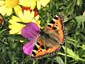 Small tortoiseshell on cornfield annuals