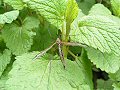 Cranefly