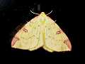 Brimstone moth