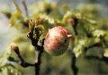 Oak apple gall