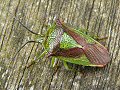 Adult hawthorn shieldbug