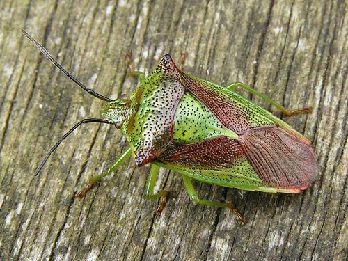 Adult hawthorn shieldbug