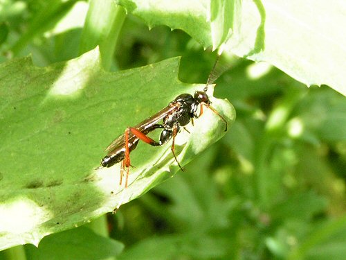 Solitary wasp