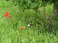 The Ecover Cheslea Pensioner's Garden