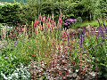 Wildlife Trusts LUSH Garden: Cottage Garden