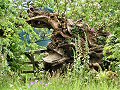 Wildlife Trusts LUSH Garden: Rootarium Arch