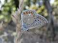 Common blue