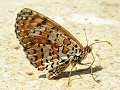 Fritillary butterfly