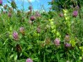 Bluebell Cottage Meadow close-up I