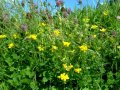 Bluebell Cottage Meadow close-up II