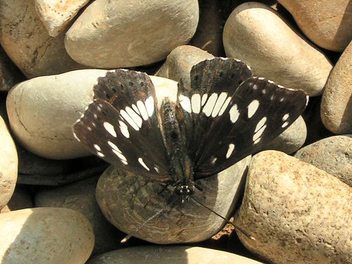 Southern white admiral