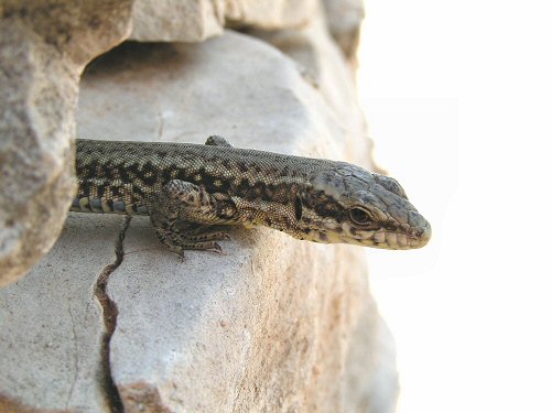 Wall lizard