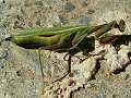 Dead praying mantis