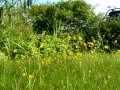 Close-up of the lawn on 13th June