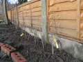 Newly planted hedge after pruning