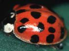 Harlequin ladybird